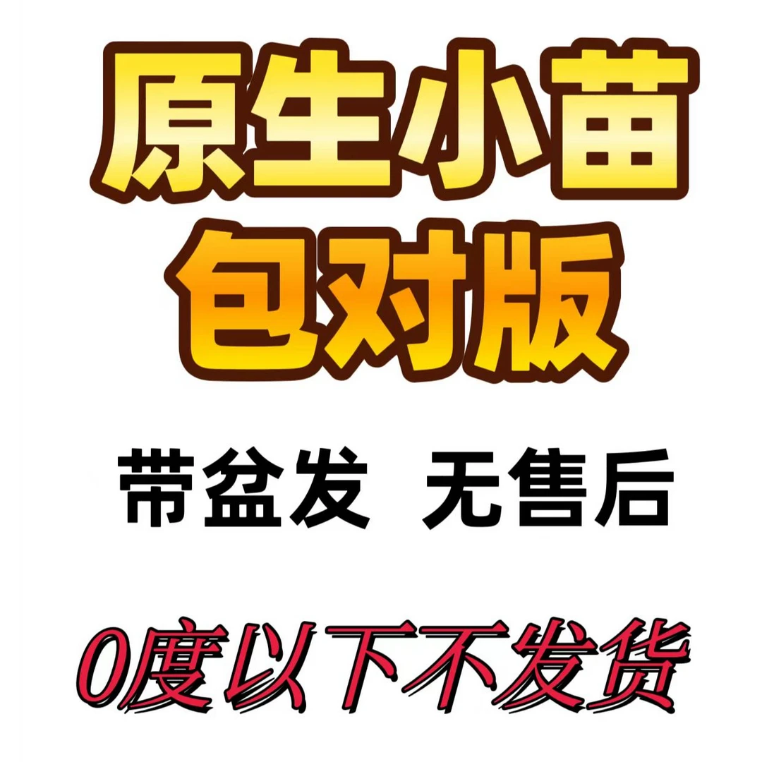 101-200三角梅小盆栽原生带花