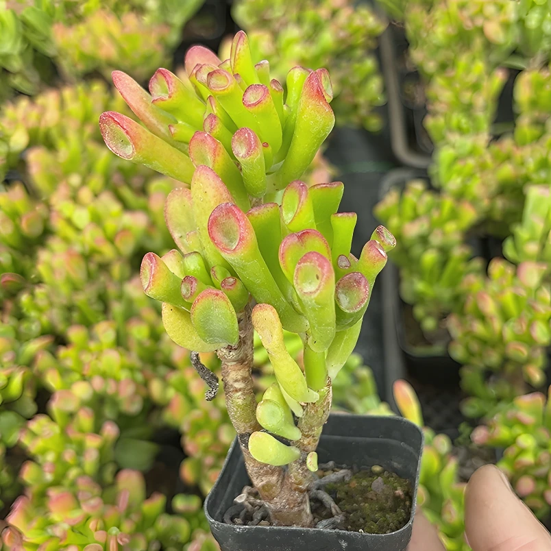 筒叶吸财树多肉植物盆栽阳台花卉多年控养老桩新手好养护