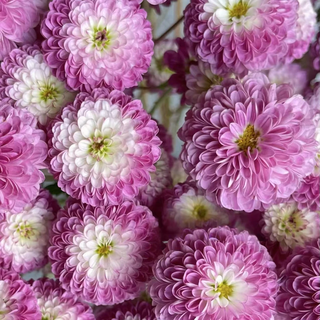 【顺丰发货】紫妍雏菊鲜花1-4单一个运费自选品种