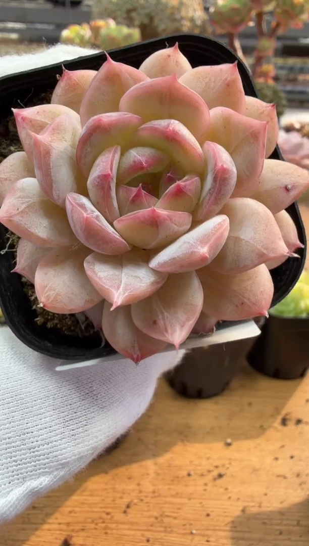 东云多肉园二店-188