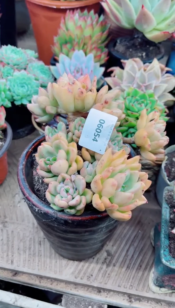 ^****^06058多肉植物一物一拍