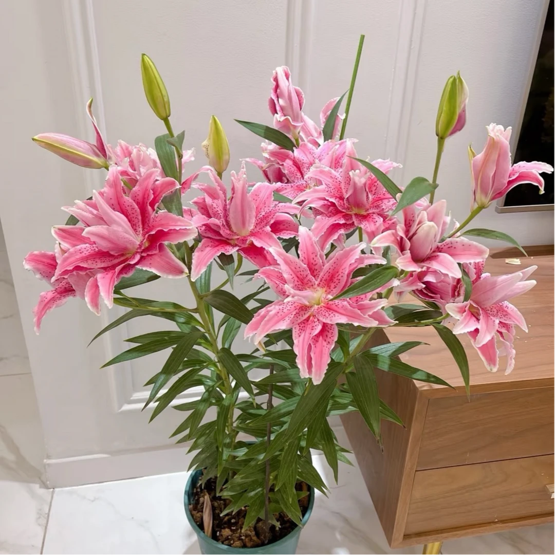 四季可种【伊莎贝拉】12/14种球重瓣香水百合百合花室内外