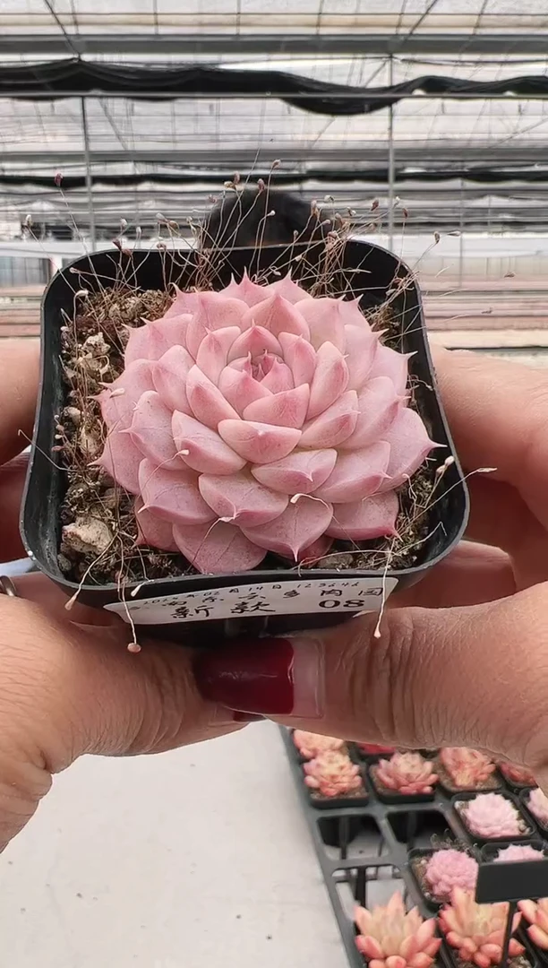 【闪购商品】新款多肉-8