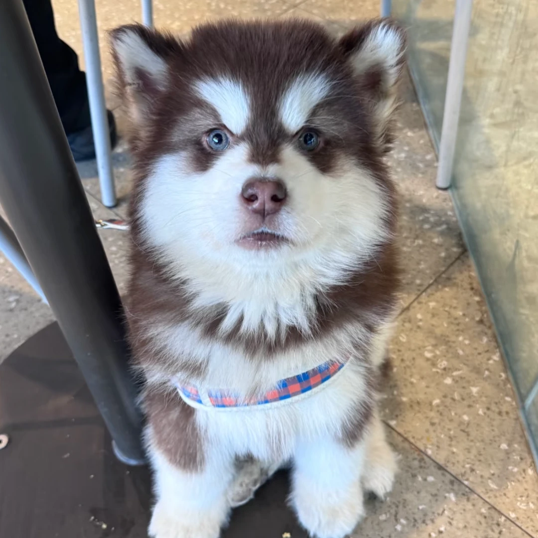 八斗教你怎么挑选狗狗