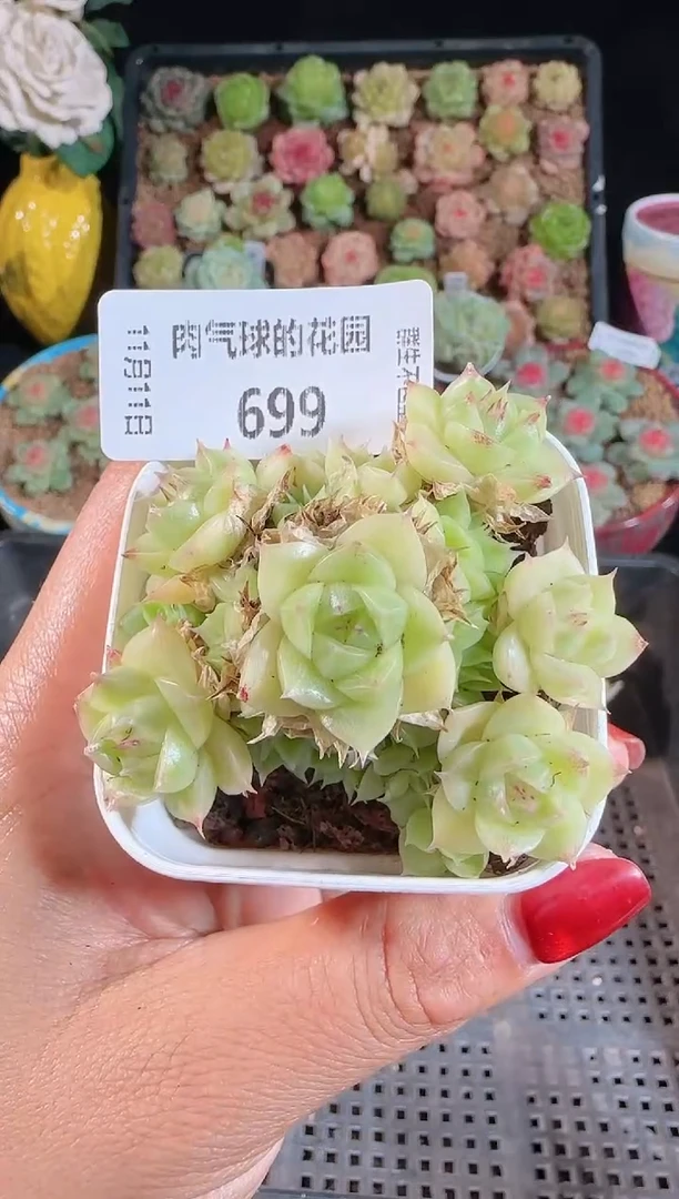 1111-699（群生不包整）