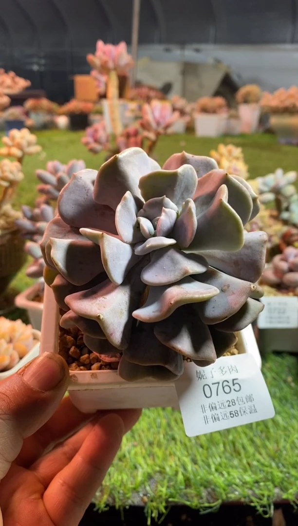 【闪购商品】雪精灵0765aaaaa