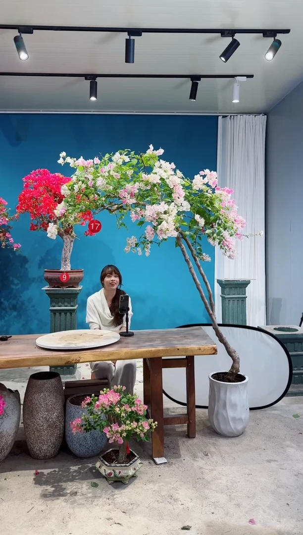 全部花朵福*漳红樱三角梅