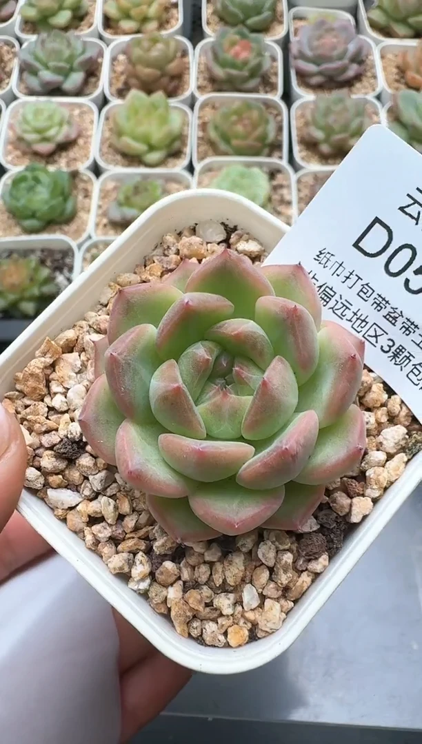 539D云禹多肉植物 带盆土纸巾打包 3颗包邮