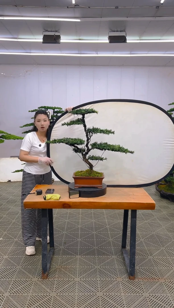 无花朵罗汉松盆景....