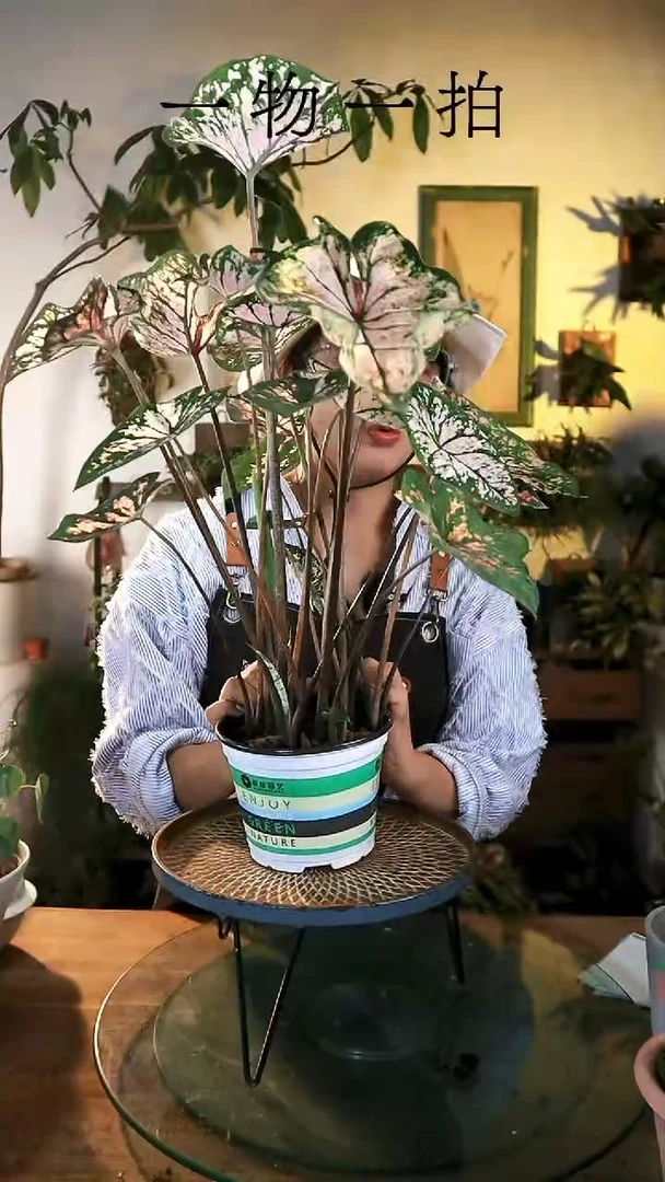 无花朵粉飞贱彩叶芋