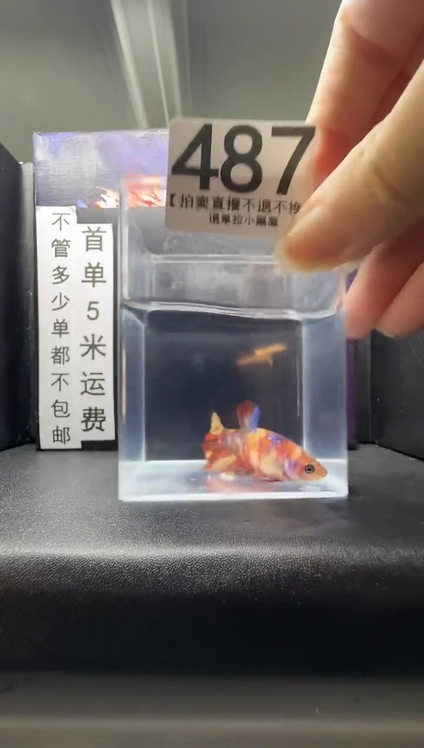 斗鱼母鱼编号：487