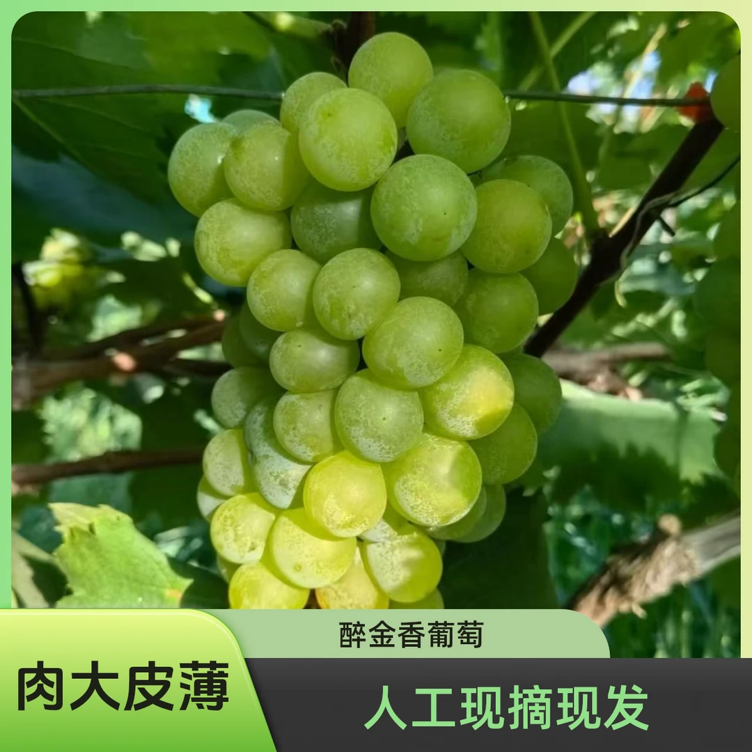 醉金香】认领葡萄藤精品自然水果葡萄认领无化肥无农药无激素自然