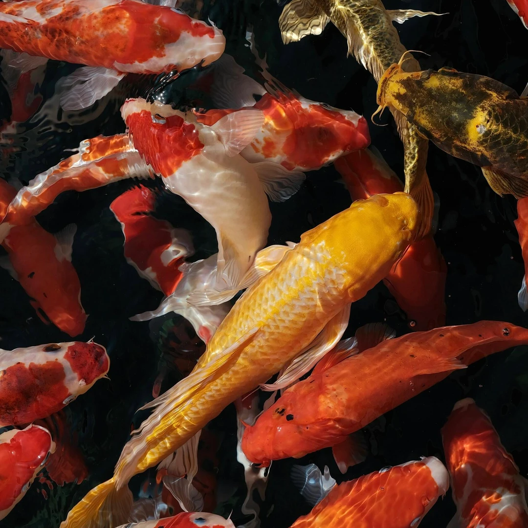 （橙牌）301-400号锦鲤观赏鱼非草金活体冷水大型黑金黄金白金红白