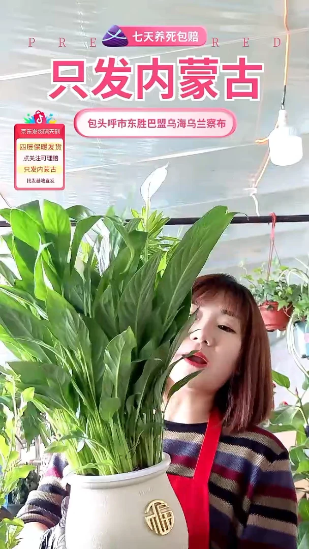 完全开放水培福字盆白掌