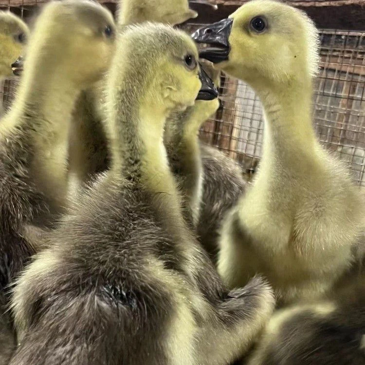 【正哥】呆萌宠物特大种宠物狮头顺丰包邮可选公母自由搭配