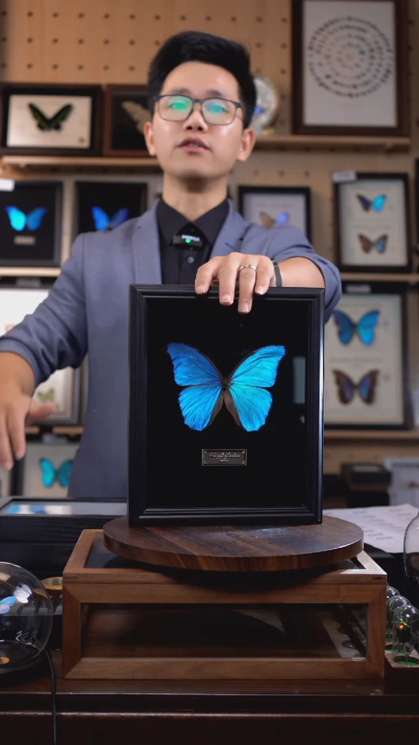 大蓝闪蝶新版本A4横版（带证书）