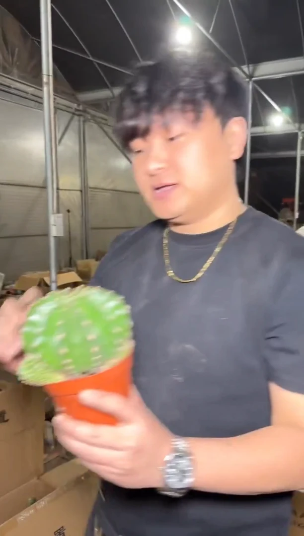 3颗 大金刚彩草 8-11cm