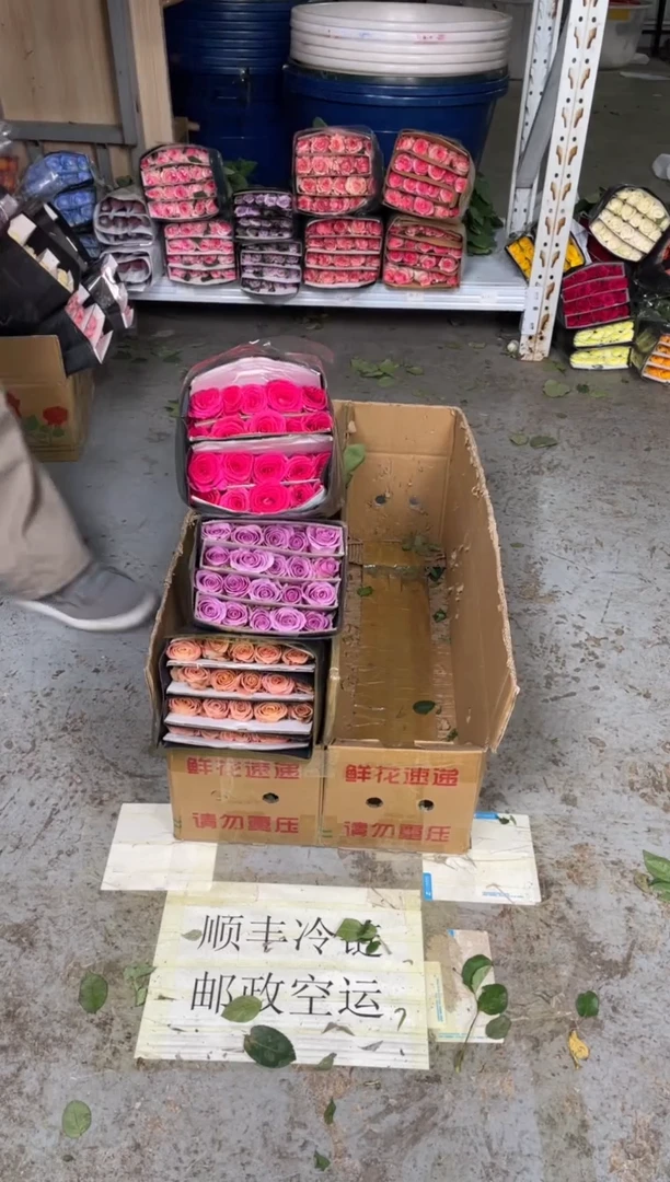 卡布20枝+紫霞20枝+佛洛依德20枝