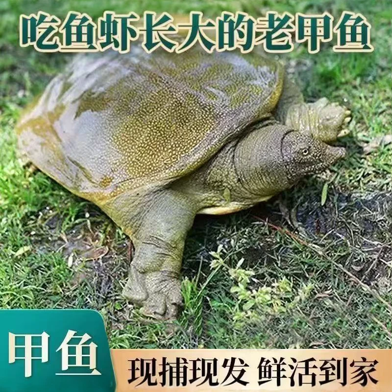 （改价专用）生态精品甲鱼5年份