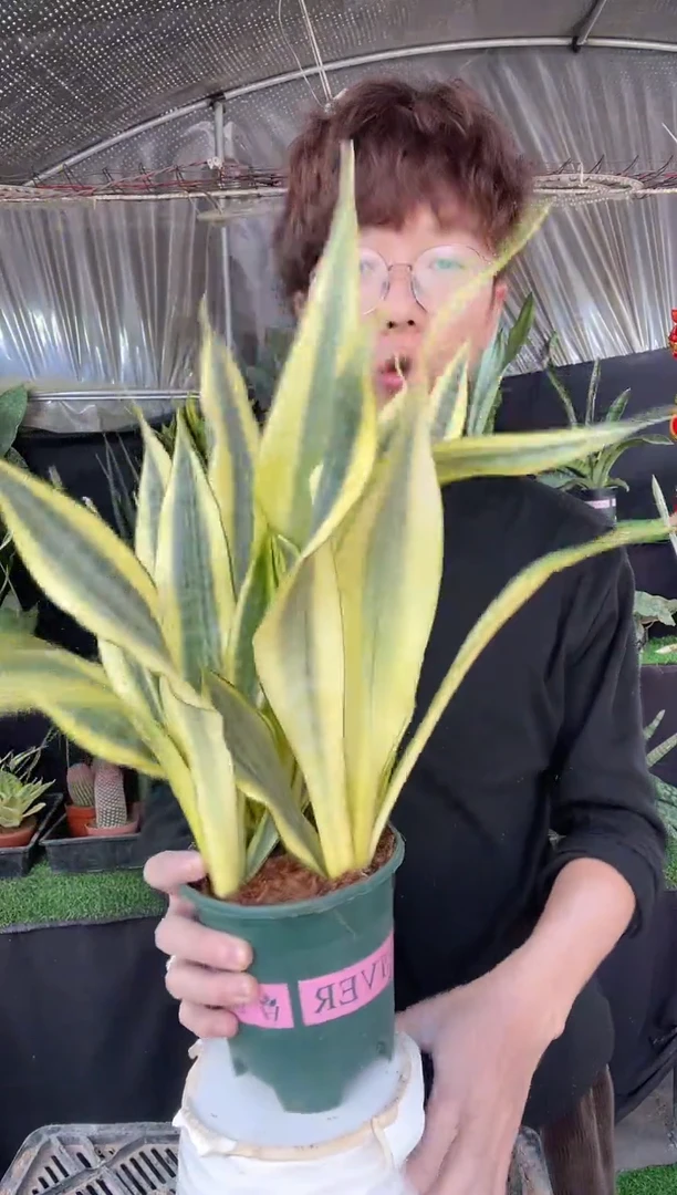 【闪购商品】水月兰带盆土28.8