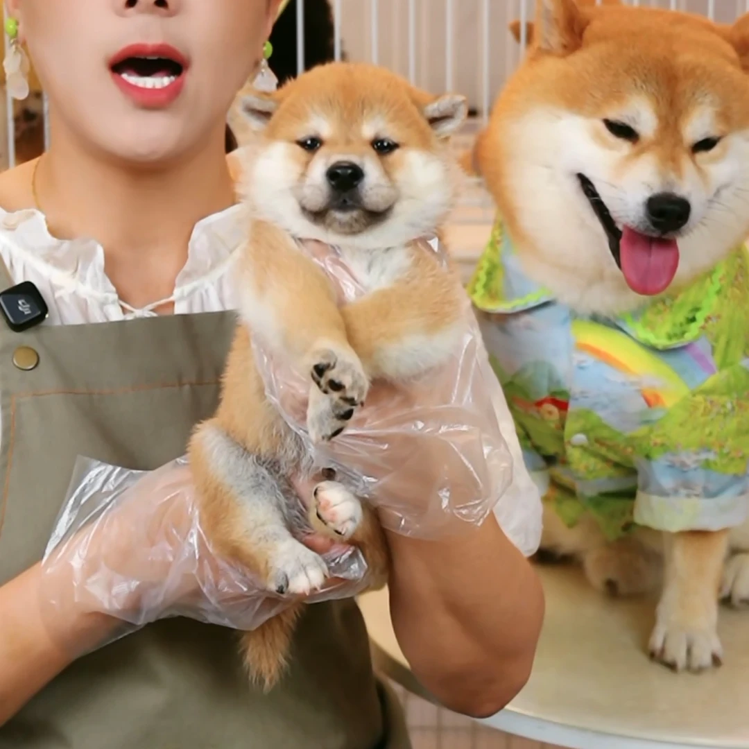 【小年糕妹妹】赤柴豆柴黑柴白柴狗狗幼犬纯种双血统宠物