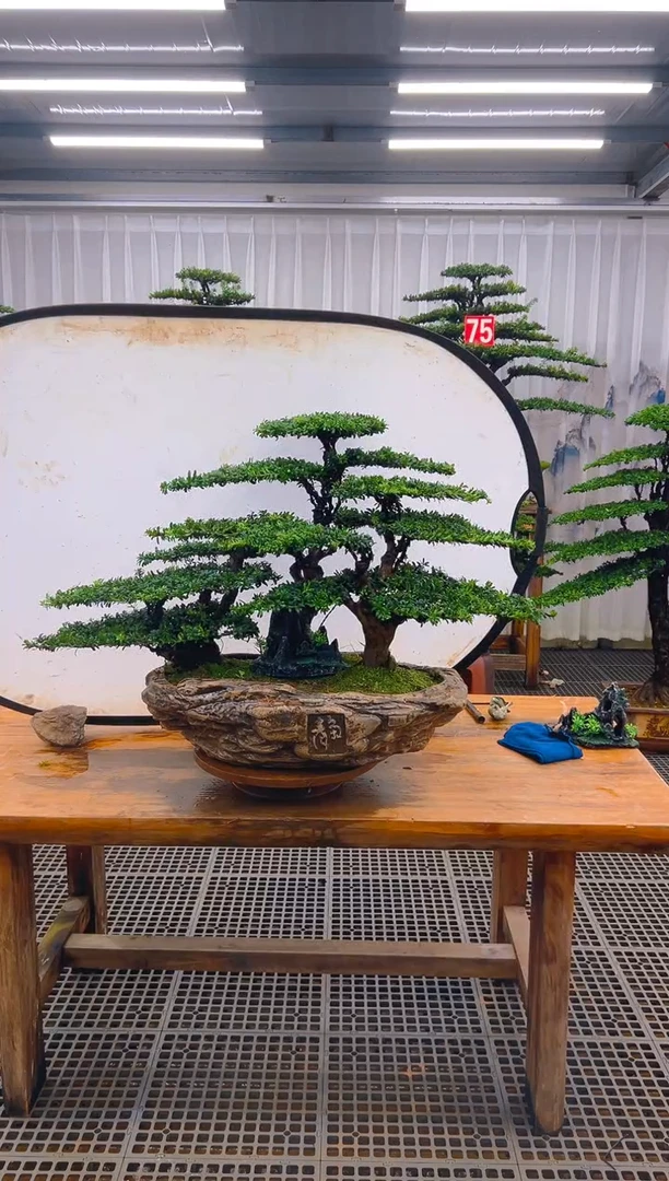 无花朵磁精品盆景直播间一物一拍