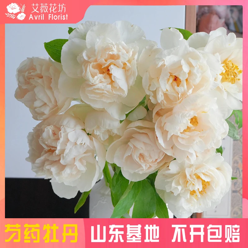 【现货-阳光女孩】芍药鲜切花 精品大芍药鲜花 山东基地直发 芍药