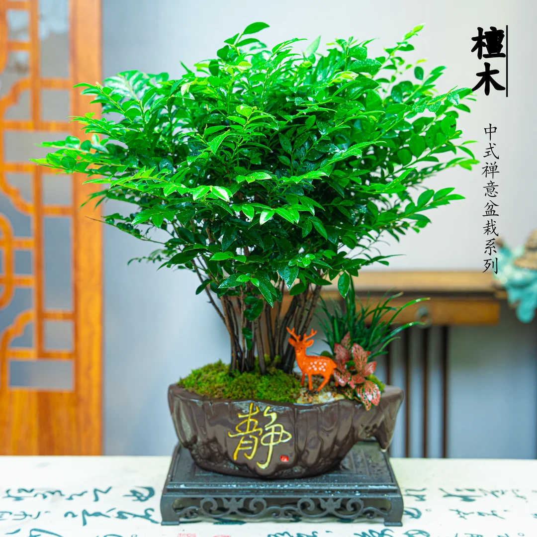 【老桩小叶紫檀】丛林款盆景高端雅致室内盆景绿植鲜活好养大气美观