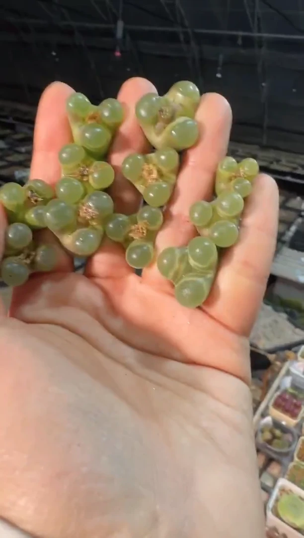 【天津专属】195多肉植物肉锥一颗