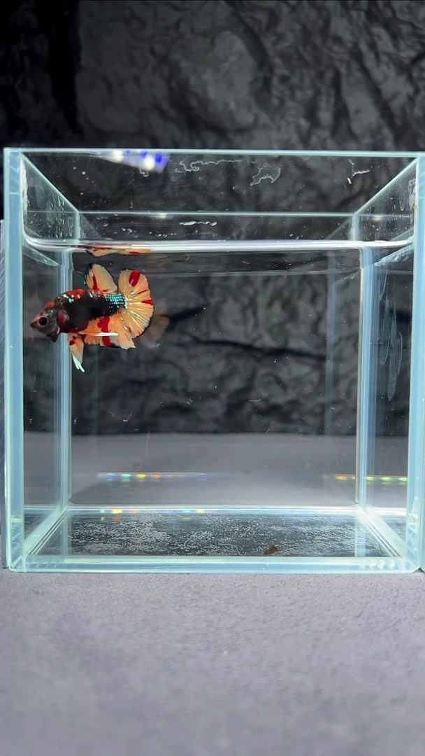 斗鱼竞拍链接S070