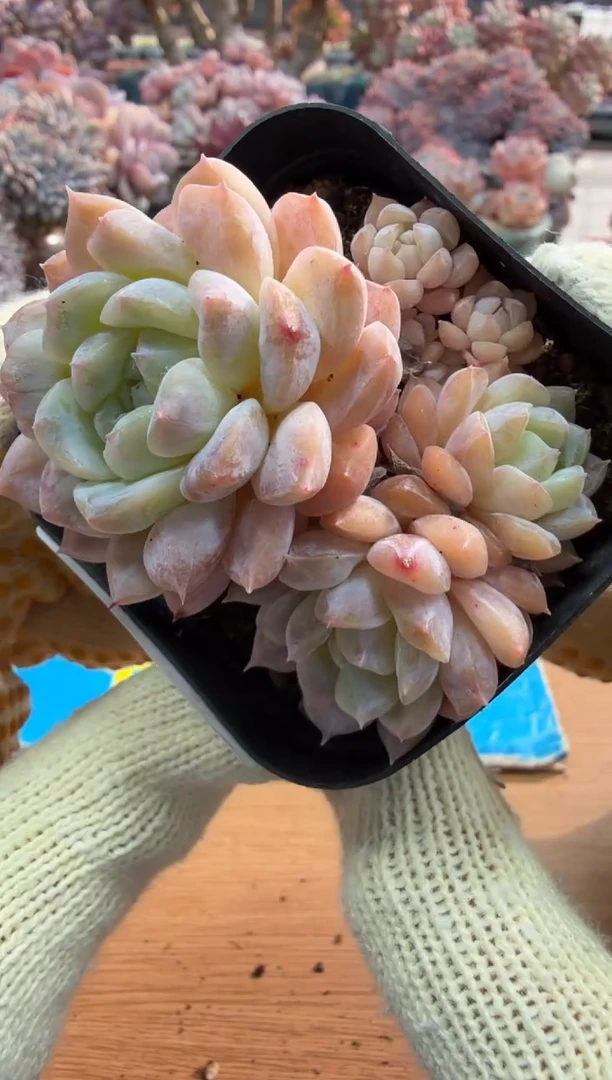 东云多肉园三号店-21