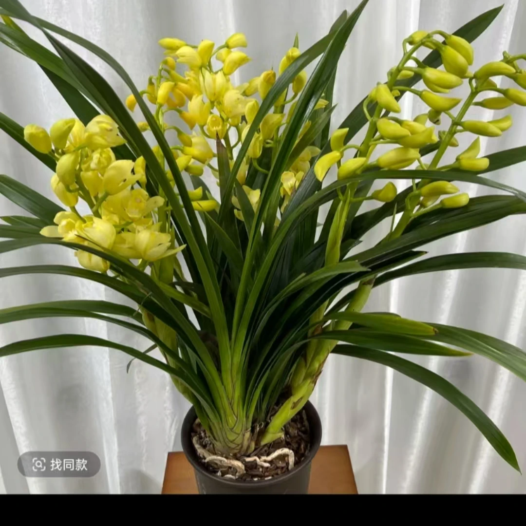 【香水香兰带花苞花剑】兰花年宵花室内花卉绿植好看浓香