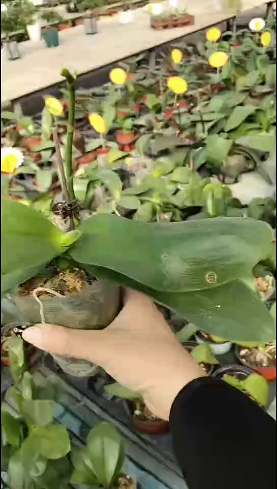 完全开放久美子闪购