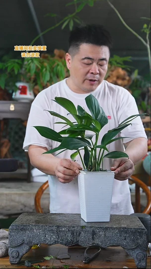 当前无花栽培后可以开花麒麟尾347T