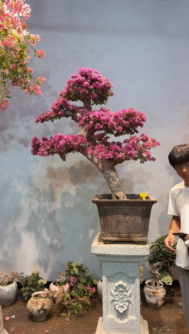 全部花朵时*三角梅16
