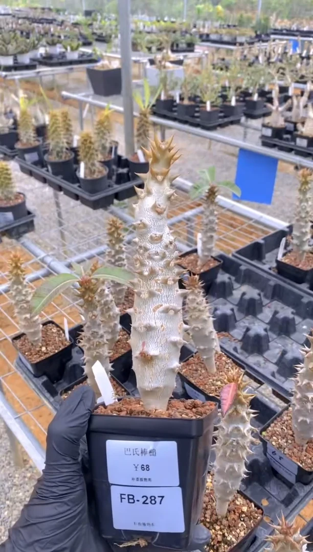 【闪购商品】巴氏棒槌FB-287