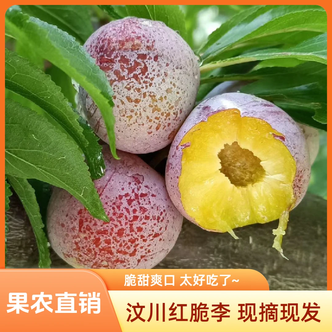 现摘现发汶川小脆红脱骨珍珠李当季新鲜水果酸甜多汁5斤包邮