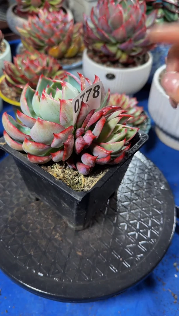 【闪购商品】0778惊鸿仙子（裸根发货）（不包整）