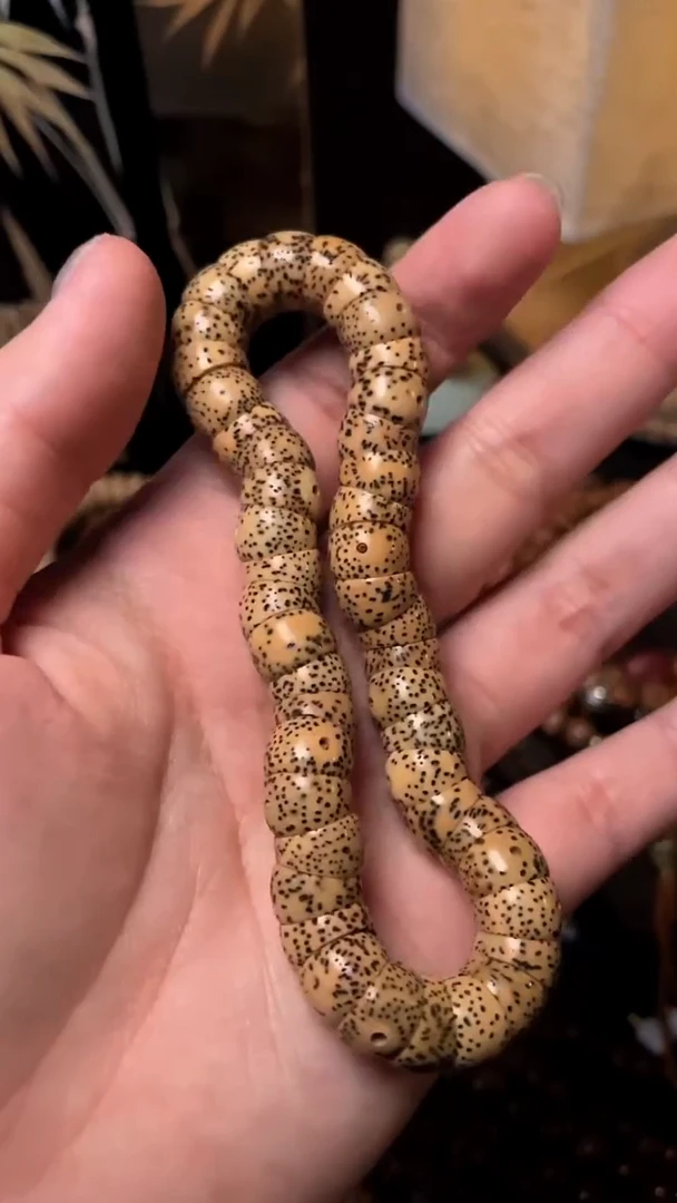 手串星月菩提精工级陈籽桶形大肠10*7手持（B）