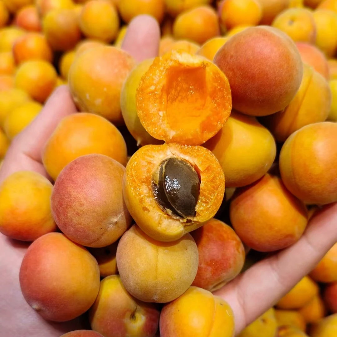 【二姐甄选 新疆金珠吊干杏】 全大果 新鲜多汁果香浓郁