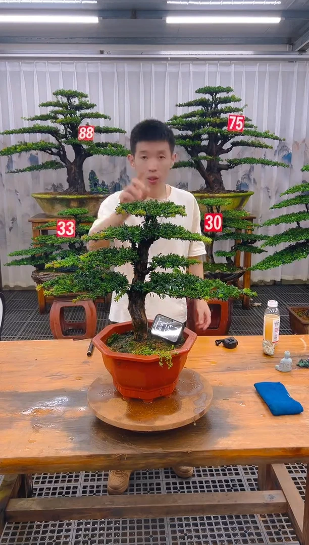 无花朵精品盆景直播间一物一拍