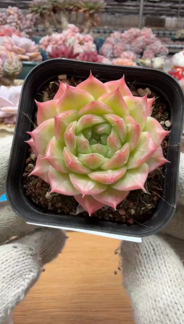 东云多肉园三店-156