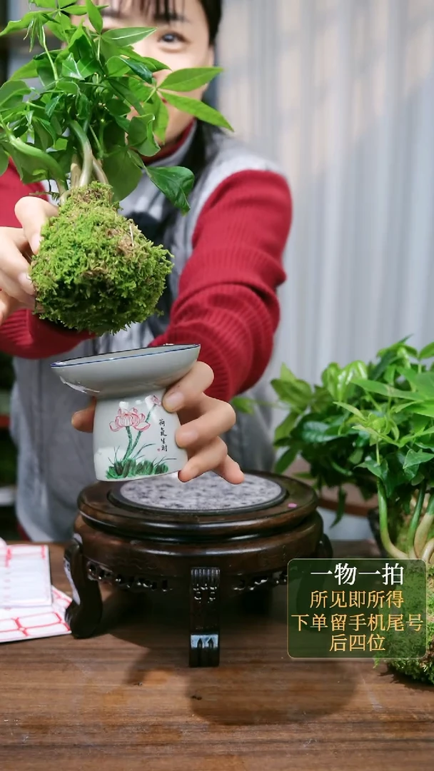 【闪购商品】2--发财树苔藓球和气生财随机