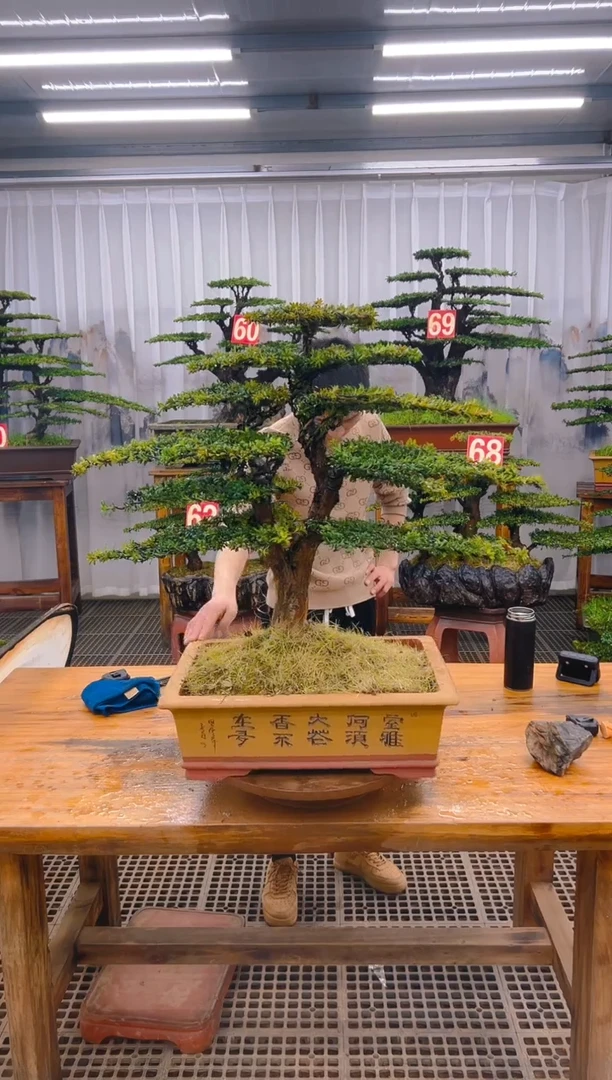 【闪购商品】紫砂精品盆景直播间一物一拍