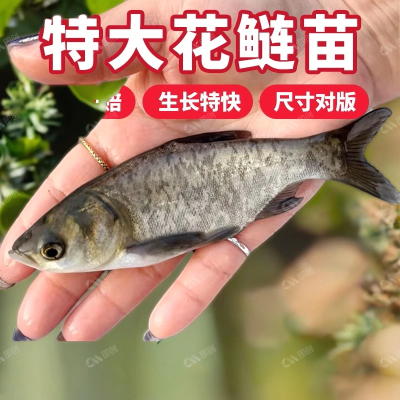 花鲢鱼苗大头雄鱼花养殖淡水好鲢白鲢鱼大家四大鱼胖头鱼鱼苗鲢鱼