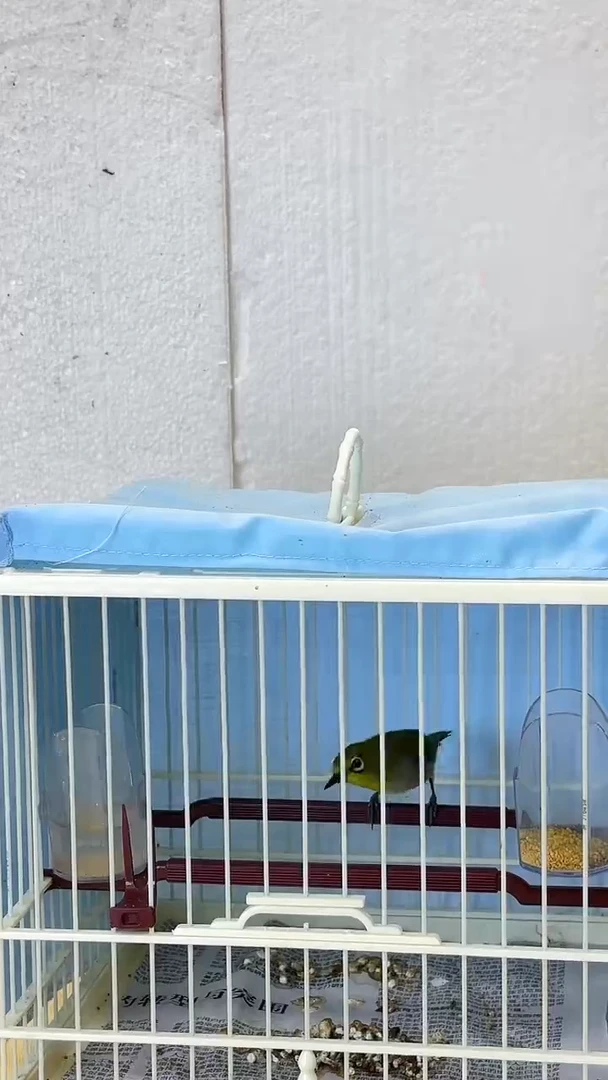 65号秀眼养笼0元起拍