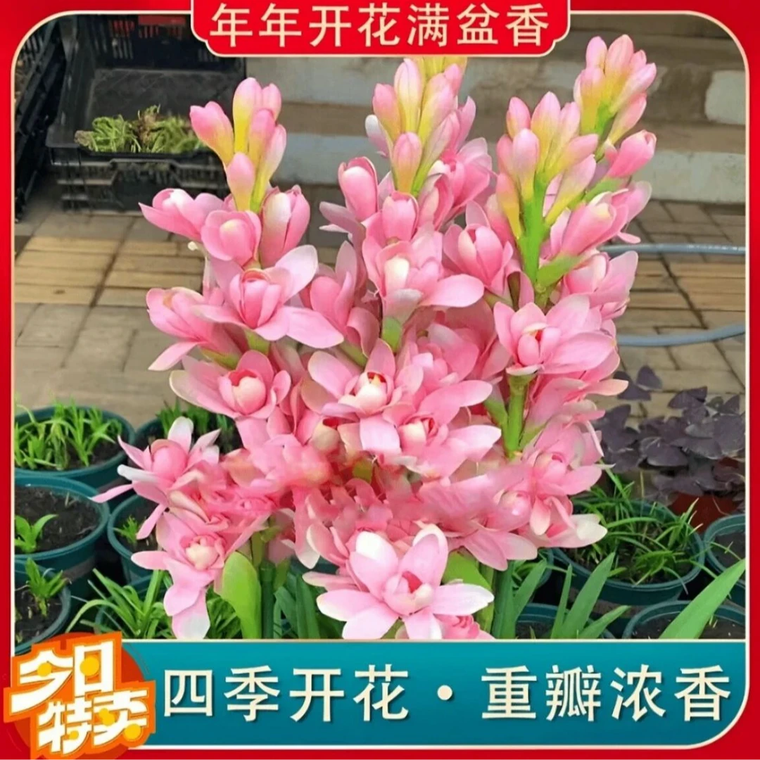 [拍一发二]超新品重瓣晚香玉盆栽苗浓香爆花当年开花大苗不卖种球