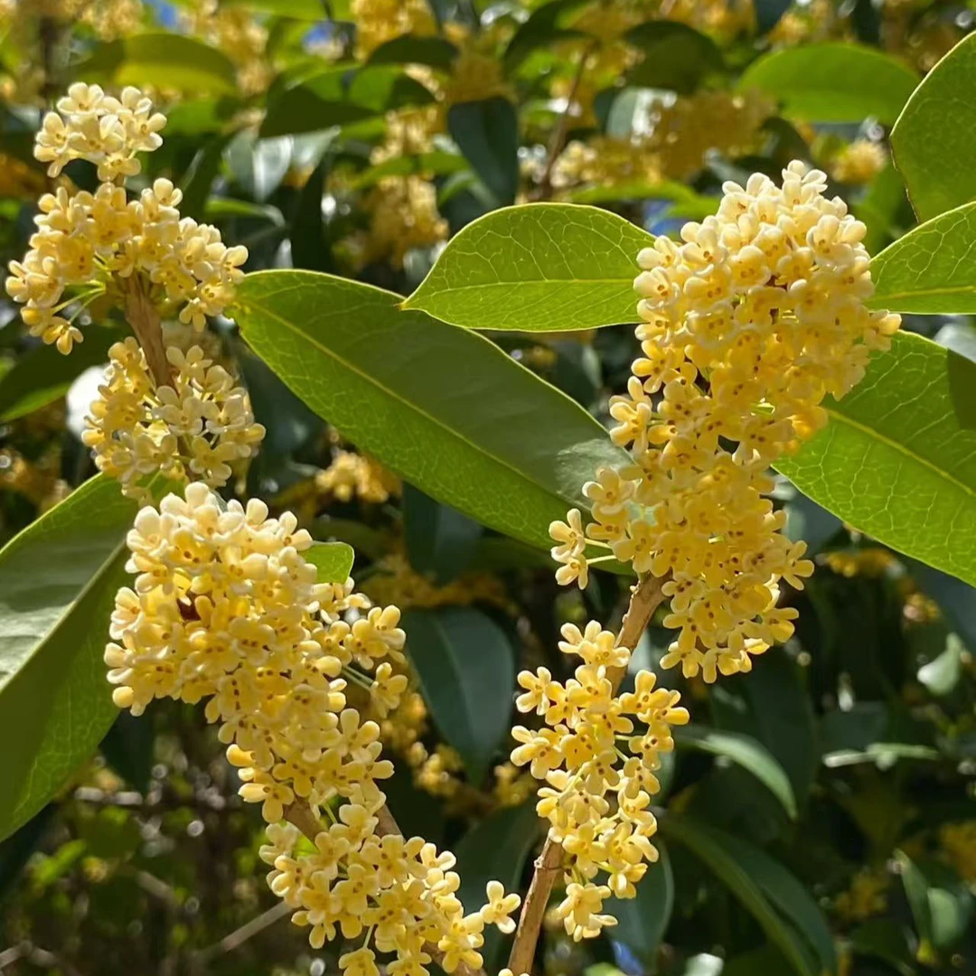 金桂满园飘香 金桂 四季常青 北方冬天室外可以种植