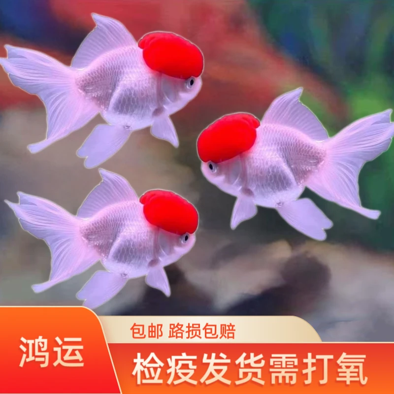 招财金鱼鹤顶红鸿运当头饲养活体中小型冷水小鱼观赏鱼宝藏金鱼