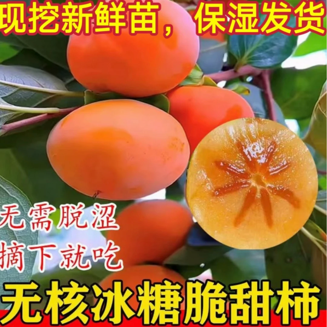 【脆甜柿子果树苗】脆甜无核盆栽地栽均可南北方种植明年结果
